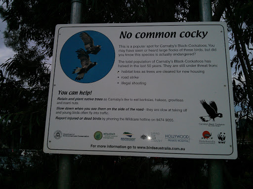 No Common Cocky