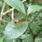 Ichneumonid wasp