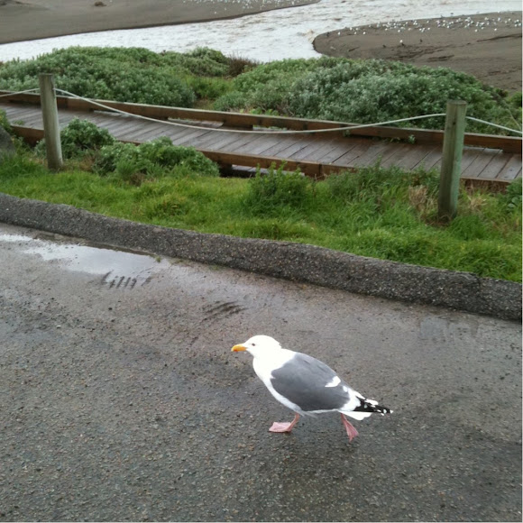 Spotting Image 1