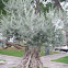 Olive Tree