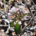 Mountain Laurel