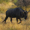 Blue Wildebeest