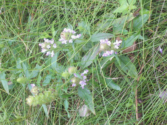 Spotting Image 1