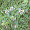 Common Selfheal