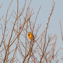 Western Meadowlark