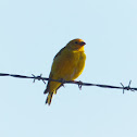 Saffron Finch
