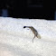 Snakefly
