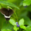 King Swallowtail 