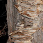 Northern Flying Squirrel