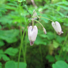Bleeding Heart