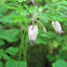 Bleeding Heart