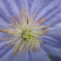 Clematis