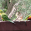 Rainbow lorikeet