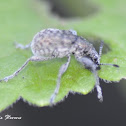 Weevil