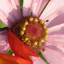 Zinnia