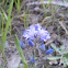 Scilla