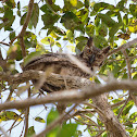 Great Horned Owl