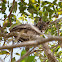 Great Horned Owl