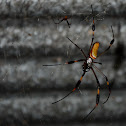 Golden Silk Orb-weaver