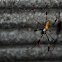 Golden Silk Orb-weaver