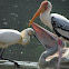 Painted Stork; Spot-billed pelican;Eurasian Spoonbill