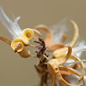 Prairie Willow (most likely id)