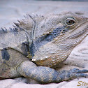 Eastern Water Dragon