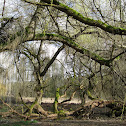 Weeping Willow