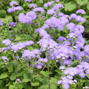 Flossflower or bluemink