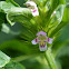 Common Hemp-nettle