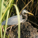 Great Blue Heron