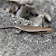 Bronze Grass Skink