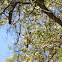 Brown-crested Flycatcher