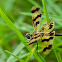 Dragonflys and damsels