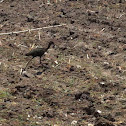 Ibis