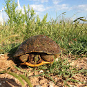 Red-eared Slider