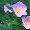 Prickly wild rose