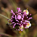 Owl's Clover