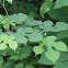 Mulberry