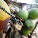 Robber fly