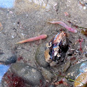 Blind Goby