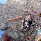 Blind Goby