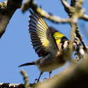 Goldfinch
