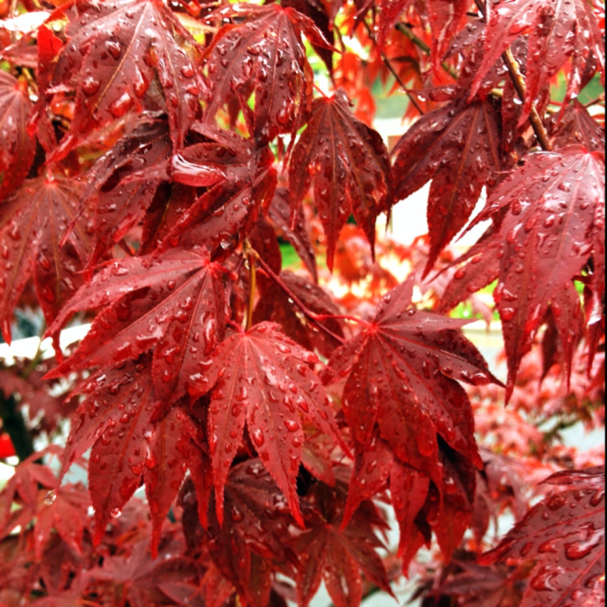 Japanese Maple