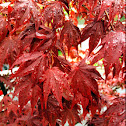 Japanese Maple