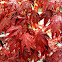 Japanese Maple