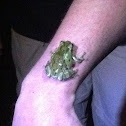 Eastern Gray Tree Frog