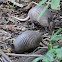 Nine-banded armadillo