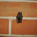 Little Brown Bat