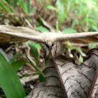 Saturniid moth